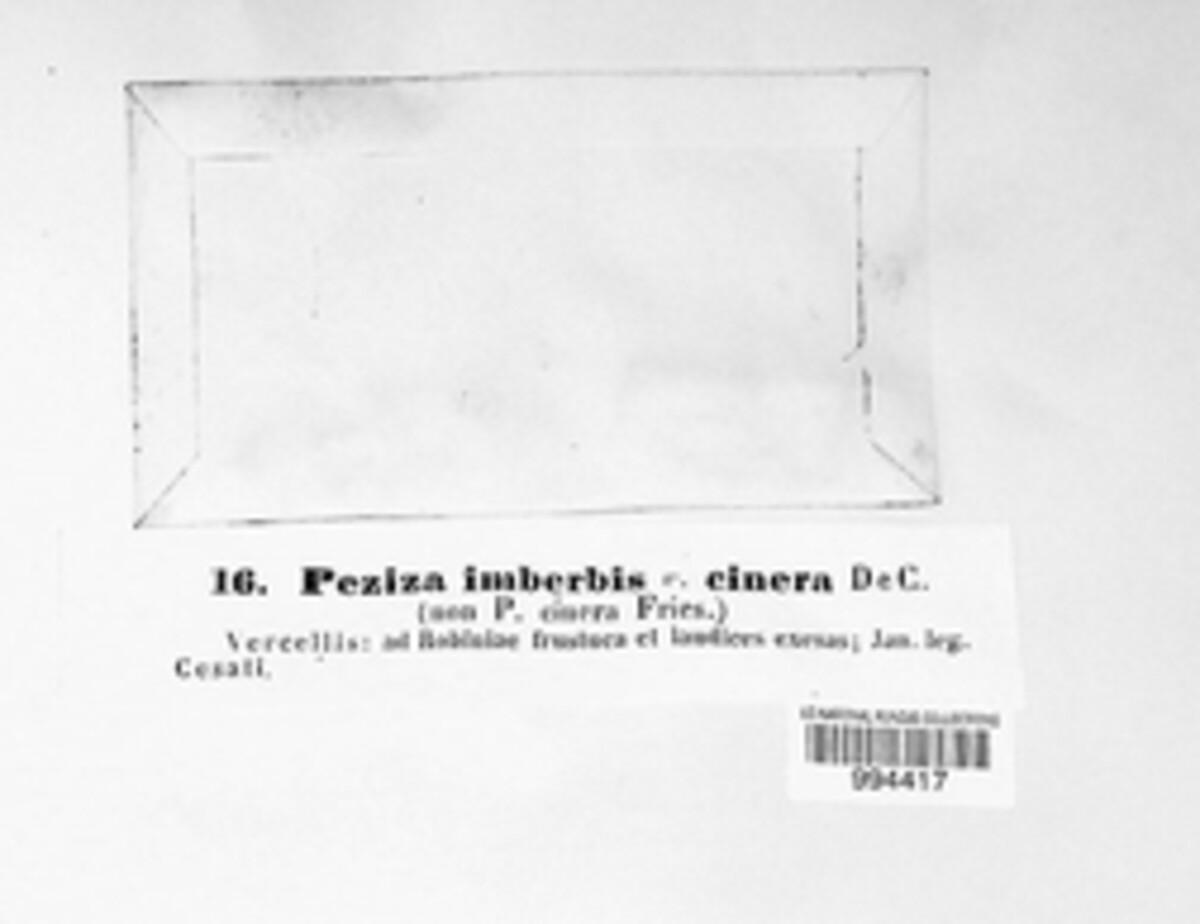 Peziza imberbis var. cinerea image